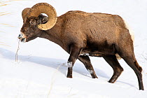 Rocky Mountain bighorn sheep (Ovis canadensis canadensis) male grazing. Lamar Valley, Yellowstone National Park, Wyoming, USA. January