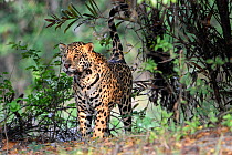 Jaguar (Panthera onca) male spray / scent marking vegetation on the river bank. Cuiaba River, Northern Pantanal, Mato Grosso, Brazil.