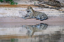 Jaguar (Panthera onca) male resting on a sand bank with reflection in the water. Cuiaba River, Northern Pantanal, Mato Grosso, Brazil.