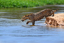 Jaguar (Panthera onca) female stealthily entering the river as she begins to hunt caiman. Northern Pantanal Cuiaba River, Mato Grosso, Brazil.