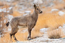 Himalayan ibex (Capra sibirica) female, Himalayas, Ladakh, northern India.