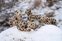Felt Snow leopard toys made by villagers. Part of a broader eco tourism initiative to augment their income and change local attitudes towards Snow leopards. Ulley Valley, Himalayas, Ladakh, northern I...