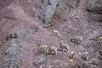 Herd of Himalayan blue sheep or bharal (Pseudois nayaur), climbing on steep slopes. Himalayas, Ladakh, northern India.