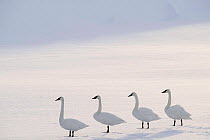 Trumpeter swans (Cygnus buccinator) on the edge of the Upper Yellowstone River. Hayden Valley, Yellowstone National Park, Wyoming, USA. January