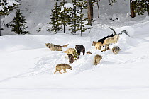 Pack of wolves (Canis lupus). Yellowstone National Park, Wyoming, USA. January.