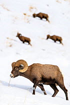 Rocky mountain bighorn sheep (Ovis canadensis canadensis) grazing. Lamar Valley, Yellowstone National Park, Wyoming, USA. January