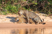 Jaguars (Panthera onca) pair mating on a sand bank. Cuiaba River, Northern Pantanal, Mato Grosso, Brazil.
