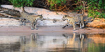 Jaguars (Panthera onca) pair during courtship, on a sand bank. Cuiaba River, Northern Pantanal, Mato Grosso, Brazil.