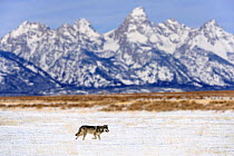 Wolf (Canis lupus) lone male walking in shadow of the Teton Mountains. Snake River valley near Jackson Hole. Grand Teton National Park, Wyoming, USA. January.