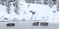 American bison (Bison bison) crossing the Madison River. Yellowstone National Park, Wyoming, USA. January