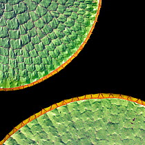 Floating leaves of Giant water lily (Victoria amazonica). Northern Pantanal, Cuiaba River, Mato Grosso, Brazil.