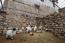 Sheep / domestic stock pen covered with chain-mail to protect against attacks from snow leopards (Panthera uncia). This has cut predation of domestic animals by 90%. Ulley Valley, Himalayas, Ladakh, n...