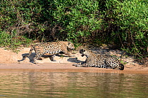 Jaguars (Panthera onca) courting pair, on a sand bank. Cuiaba River, Northern Pantanal, Mato Grosso, Brazil.