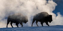 American bison (Bison bison) in steam / mist near a geothermal feature on a very cold morning. Firehole River Valley. Yellowstone National Park, Wyoming, USA. January