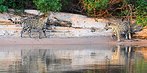 Jaguars (Panthera onca) courting pair on a sand bank. Cuiaba River, Northern Pantanal, Mato Grosso, Brazil.