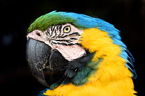 Portrait of a Blue-and-yellow macaw (Ara ararauna). Northern Pantanal, Mato Grosso, Brazil.