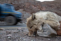 Corpse of a Himalayan wolf (Canis lupus), killed on a road outside Leh. Himalayas, Ladakh, northern India.