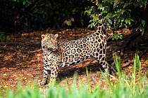 Jaguar (Panthera onca) male spraying, scent marking vegetation on the river bank. Cuiaba River, Northern Pantanal, Mato Grosso, Brazil.