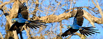 Hyacinth macaws (Anodorhynchus hyacinthinus) in flight. Pousada Araras Lodge, Nothern Pantanal, Mato Grosso, Brazil. September.