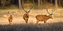Herd of male Barasingha or Swamp deer (Cervus duvaucelii) Kanha National Park, Madhya Pradesh, Central India.