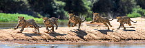 Jaguar (Panthera onca) male running along a sand spit chasing after a caiman. Northern Pantanal Cuiaba River, Mato Grosso, Brazil. Composite image of five frames.