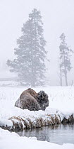 American bison (Bison bison) male resting in a snow storm. Firehole River Valley. Yellowstone National Park, Wyoming, USA. January