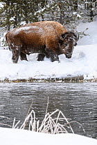 American bison (Bison bison) grazing by the Firehole River. Yellowstone National Park, Wyoming, USA. January