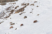 Himalayan brown bear (Ursus arctos isabellinus) female with two young cubs climbing up snowy slope. Western Ladakh, northern India.