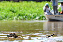 Jaguar (Panthera onca) female swimming across a river, watched by tourists in a boat on the far bank. Northern Pantanal Cuiaba River, Mato Grosso, Brazil.