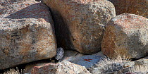 RF - Wild Snow leopard (Panthera uncia) sitting at the entrance to a shady rocky cave where it had been resting. Ladakh Range, Western Himalayas, Ladakh, India. (This image may be licensed either as r...