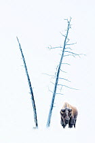RF - American Bison (Bison bison) male in snow covered in frost, standing by dead trees. Firehole River Valley. Yellowstone National Park, Wyoming, USA. January (This image may be licensed either as r...