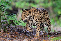 RF - Jaguar (Panthera onca) male on river bank. Cuiaba River, Northern Pantanal, Mato Grosso, Brazil. (This image may be licensed either as rights managed or royalty free.)