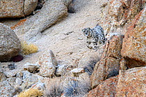 RF - Snow leopard (Panthera uncia) female beginning to stalk prey through broken rocky terrain. Ladakh Range, Western Himalayas, Ladakh, India. (This image may be licensed either as rights managed or...