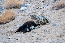 RF - Wild female Snow leopard (Panthera uncia) with its kill - a domestic yak calf (Bos grunniens). Ladakh Range, Western Himalayas, Ladakh, India. (This image may be licensed either as rights managed...