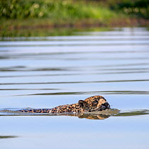 Jaguar (Panthera onca) female swimming across the Paraguay River. Near Taiama Reserve, Western Pantanal, Mato Grosso, Brazil.