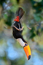 Toco toucan (Ramphastos toco) acrobatically perched , feeding in forest canopy. Northern Pantanal, Cuiaba River, Mato Grosso, Brazil.