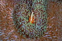 RF - Skunk anemonefish (Amphiprion akallopisos) looks out from its host - Merten&#39;s sea anemone (Stichodactyla mertensii). Bitung, North Sulawesi, Indonesia. Lembeh Strait, Molucca Sea. (This image...