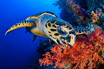 RF - Hawksbill turtle (Eretmochelys imbricata) feeds on red soft coral (Dendronepthya sp.) growing on a coral reef. Ras Mohammed National Park, Sinai, Egypt. Red Sea. (This image may be licensed eithe...