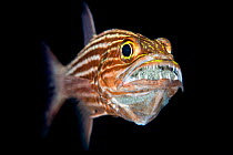 RF - Tiger cardinalfish (Cheilodipterus macrodon) male mouth broods a clutch of eggs behind his sharp teeth. Gubal Island, Egypt. Strait Of Gubal, Red Sea. (This image may be licensed either as rights...