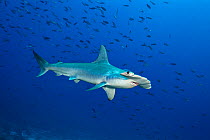 RF - Scalloped hammerhead shark (Sphyrna lewini) male in front of a school of Pacific creolefish (Paranthias colonus). Darwin Island, Galapagos National Park, Galapagos Islands. East Pacific Ocean. (T...