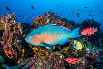 RF - Reef fish, including Bluechin parrotfish (Scarus ghobban), Barberfish (Johnrandallia nigrirostris) and Mexican hogfish (Bodianus diplotaenia). Wolf Island, Galapagos National Park, Galapagos Isla...