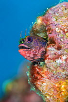 RF - Galapagos barnacle blenny (Acanthemblemaria castroi) looks out from its home in an old barnacle shell. Cape Marshall, Isabela Island, Galapagos National Park, Galapagos Islands. East Pacific Ocea...