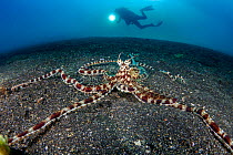RF - Mimic octopus (Thaumoctopus mimicus) on a sandy seabed with diver Bitung, North Sulawesi, Indonesia. Lembeh Strait, Molucca Sea. Model Released (This image may be licensed either as rights manage...