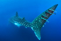Remoras (Remora sp.) hitchhiking on the tail of a large (13-15m) female whale shark (Rhincodon typus) swims in open water. Wolf Island, Galapagos National Park, Galapagos Islands. East Pacific Ocean.