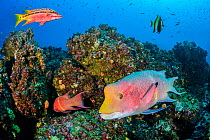 Reef fish, including Mexican hogfish (Bodianus diplotaenia) and moorish idol (Zanclus cornutus). Wolf Island, Galapagos National Park, Galapagos Islands. East Pacific Ocean.