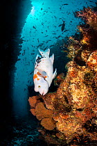 Harlequin hogfish (Bodianus eclancheri) swims on a reef. Punta Vincente Roca, Isabela Island, Galapagos National Park, Galapagos Islands. East Pacific Ocean.