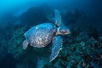 A dark coloured Galapagos green turtle (Chelonia mydas agassizii) swims over rocks within a large cave. Punta Vincente Roca, Isabela Island, Galapagos National Park, Galapagos Islands. East Pacific Oc...