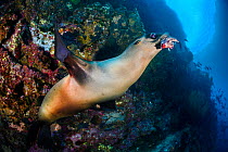 A young Galapagos sea lion (Zalophus wollebaeki) holds a red-lipped batfish (Ogcocephalus darwini) in its mouth. The sea lion was using the living batfish as a toy, dropping and chasing it as it tried...