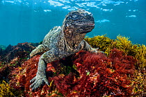 Marine iguana (Amblyrhynchus cristatus). Cape Douglas, Fernandina Island, Galapagos National Park, Galapagos Islands. East Pacific Ocean.