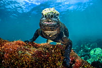 Marine iguana (Amblyrhynchus cristatus) portrait underwater. Cape Douglas, Fernandina Island, Galapagos National Park, Galapagos Islands. East Pacific Ocean.